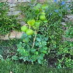 The Lemon House, With Private Garden At Le Manie, Finale Ligure Varigotti