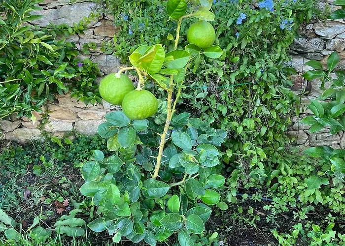 The Lemon House, With Private Garden At Le Manie, Finale Ligure فاريغوتي
